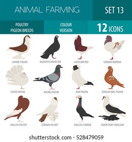 Poultry farming. Pigeon breeds icon set. Flat design. Vector illustration