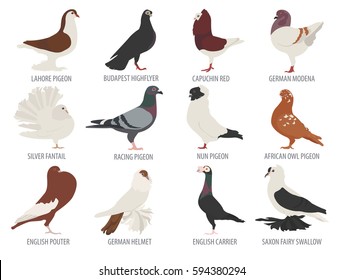 Racing Pigeon Images Stock Photos Vectors Shutterstock