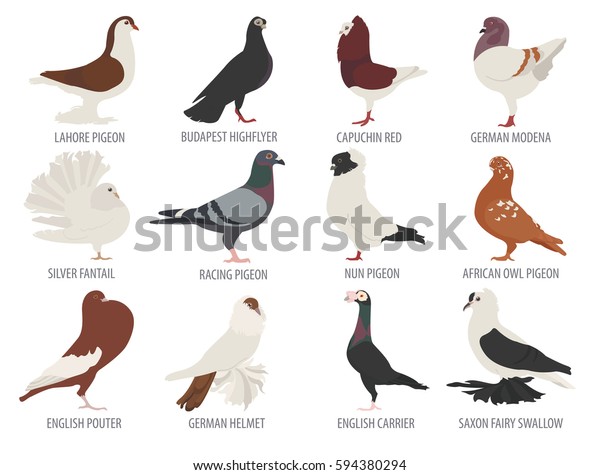 Poultry farming. Pigeon breeds icon set.\
Flat design. Vector\
illustration