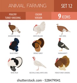 Poultry farming. Turkey breeds icon set. Flat design. Vector illustration