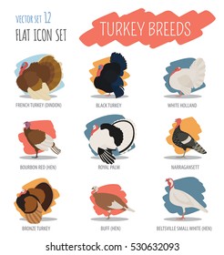 Poultry farming. Turkey breeds icon set. Flat design. Vector illustration