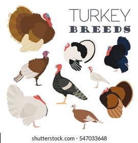 Poultry farming. Turkey breeds icon set. Flat design. Vector illustration