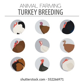 Poultry farming. Turkey breeds icon set. Flat design. Vector illustration