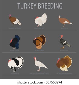 Poultry Farming Turkey Breeds Icon Set Stock Vector Royalty Free