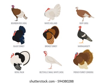 Poultry farming. Turkey breeds icon set. Flat design. Vector illustration