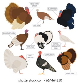 Poultry farming. Turkey breeds icon set. Flat design. Vector illustration