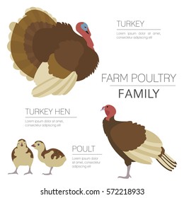 Poultry farming. Turkey family isolated on white. Flat design. Vector illustration