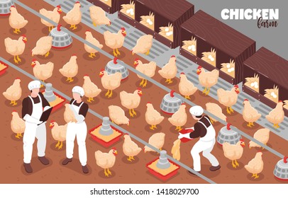 Poultry free run chicken farm production isometric composition with birds workers automatic feeding system equipment vector illustration   