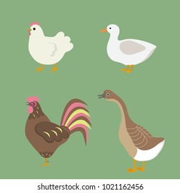 Poultry Hen Cock Duck Goose