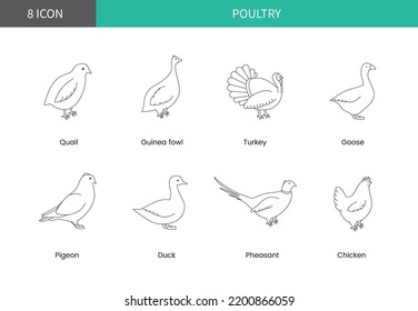 Iconos de aves de corral, ilustración lineal del vector de aves de corral.