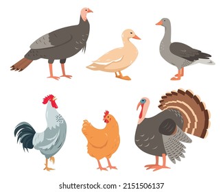 Iconos de aves de corral aislados en fondo blanco. Conjunto de aves de granja en diferentes poses y colores. Pollo, pavo, ganso, pato y gallo. Ilustración vectorial o caricatura.