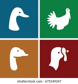 Poultry icons set. set of 4 poultry filled icons such as turkey