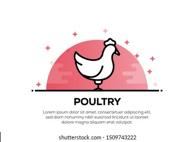 POULTRY AND ILLUSTRATION ICON CONCEPT