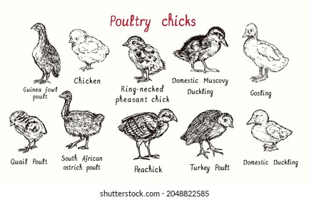 Poultry large collection  isolated poults (chicks) birds and inscriptions  Ink black   white doodle hand drawing in woodcut style 