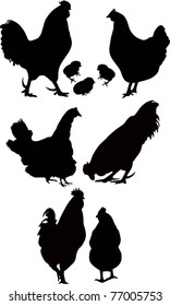 Poultry logo it is isolated on a white background