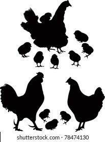 Poultry logo it is isolated on a white background