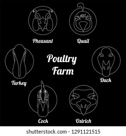 Poultry portrait flat icon set with duck; cock; ostrich; pheasant; quail; turkey line whate vector illustration on black.