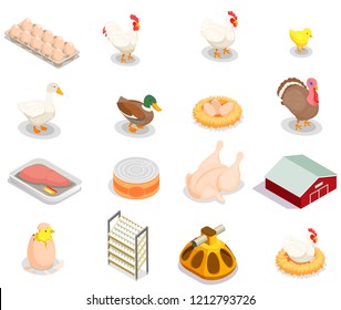 Poultry production isometric set of brood hen bird feeder canned goods eggs gastronomic products isolated vector illustration