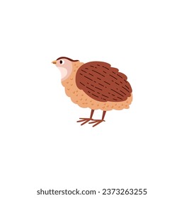 Poultry quail bird. Farm fowl vector cartoon illustration. Cute partridge isolated on white background. Village or wild animal for food, country agriculture