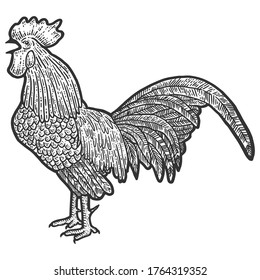 Aves de corral, gallo. Esbozar la imitación de tablero de arañazos. Blanco y negro. Grabando ilustración vectorial.
