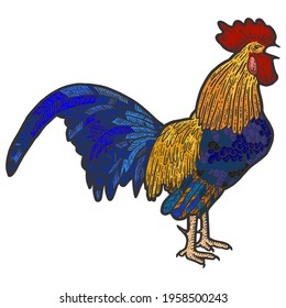Poultry, rooster. Sketch scratch board imitation color