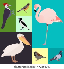 poultry , a set of different kinds of birds, the vector