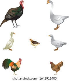 Poultry set, domestic animal - Vector