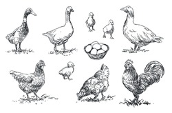 Poultry - Set Of Farm Animals Illustrations, Black And White Drawings, Isolated On White Background, Vector