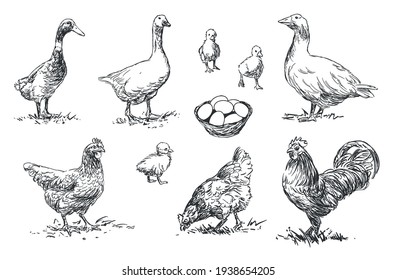 Poultry - set of farm animals illustrations, black and white drawings, isolated on white background, vector