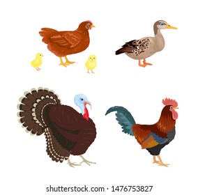 Poultry set. Farm birds isolated on white background. Vector illustration of chicken, rooster, yellow chicks, turkey and duck in cartoon flat simple style.