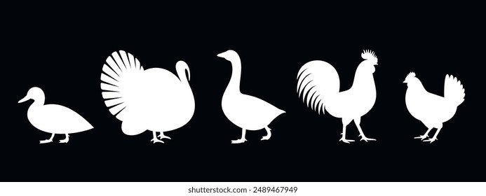 Poultry silhouette. Isolated  poultry on white background