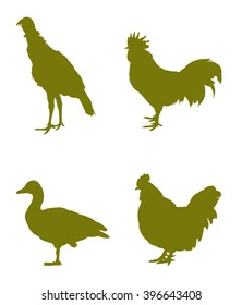 Poultry silhouette, vector illustration