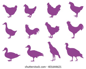 Poultry silhouette, vector illustration