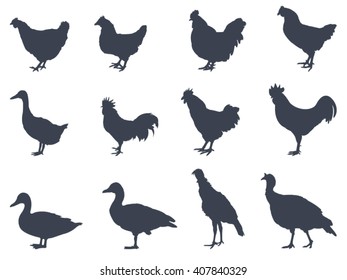 Poultry silhouette, vector illustration