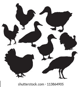 Poultry silhouettes