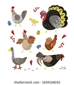 Poultry such as chicken, turkey and goose isolated.