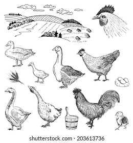 poultry yard. hand drawing set of vector sketches