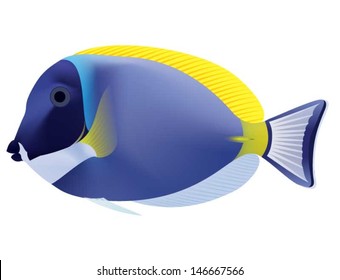 Powder Blue Tang