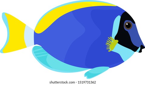 Powder blue tang fish illustration in vector. Isolated fish on white background