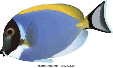 Powder Blue Tang White Background Stock Vector (Royalty Free ...