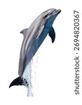 A powerful bottlenose dolphin leaps energetically from the ocean water with a splash against a white background