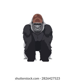 Powerful Front View Vector Illustration of a Strong Silverback Gorilla Isolated on White Background