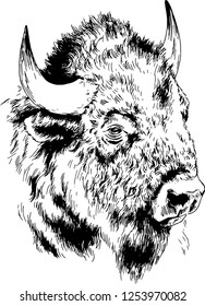 powerful huge Buffalo with horns drawn in ink freehand sketch tattoo