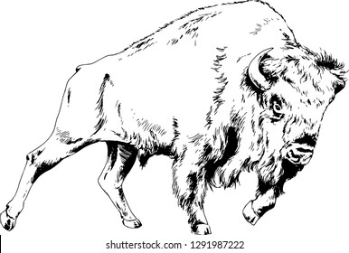 powerful huge Buffalo with horns drawn in ink freehand sketch tattoo