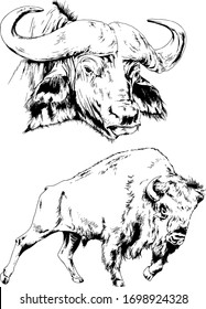 powerful huge Buffalo with horns drawn in ink freehand sketch tattoo