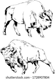 London hvis Ved daggry Buffalo Tattoo Images, Stock Photos & Vectors | Shutterstock