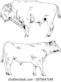 powerful huge Buffalo with horns drawn in ink freehand sketch 
