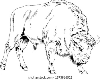 powerful huge Buffalo with horns drawn in ink freehand 