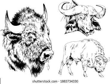 powerful huge Buffalo with horns drawn in ink freehand sketch 