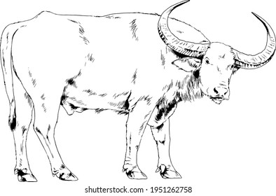 powerful huge Buffalo with horns drawn in ink freehand sketch 